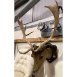 Taxidermy stag head with glass inset eyes and on mahogany shield back.