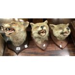 Three oak shield mounted taxidermy fox heads