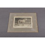 Engraving 'Friesian horse' signed Paulus Potter (26x20cm)