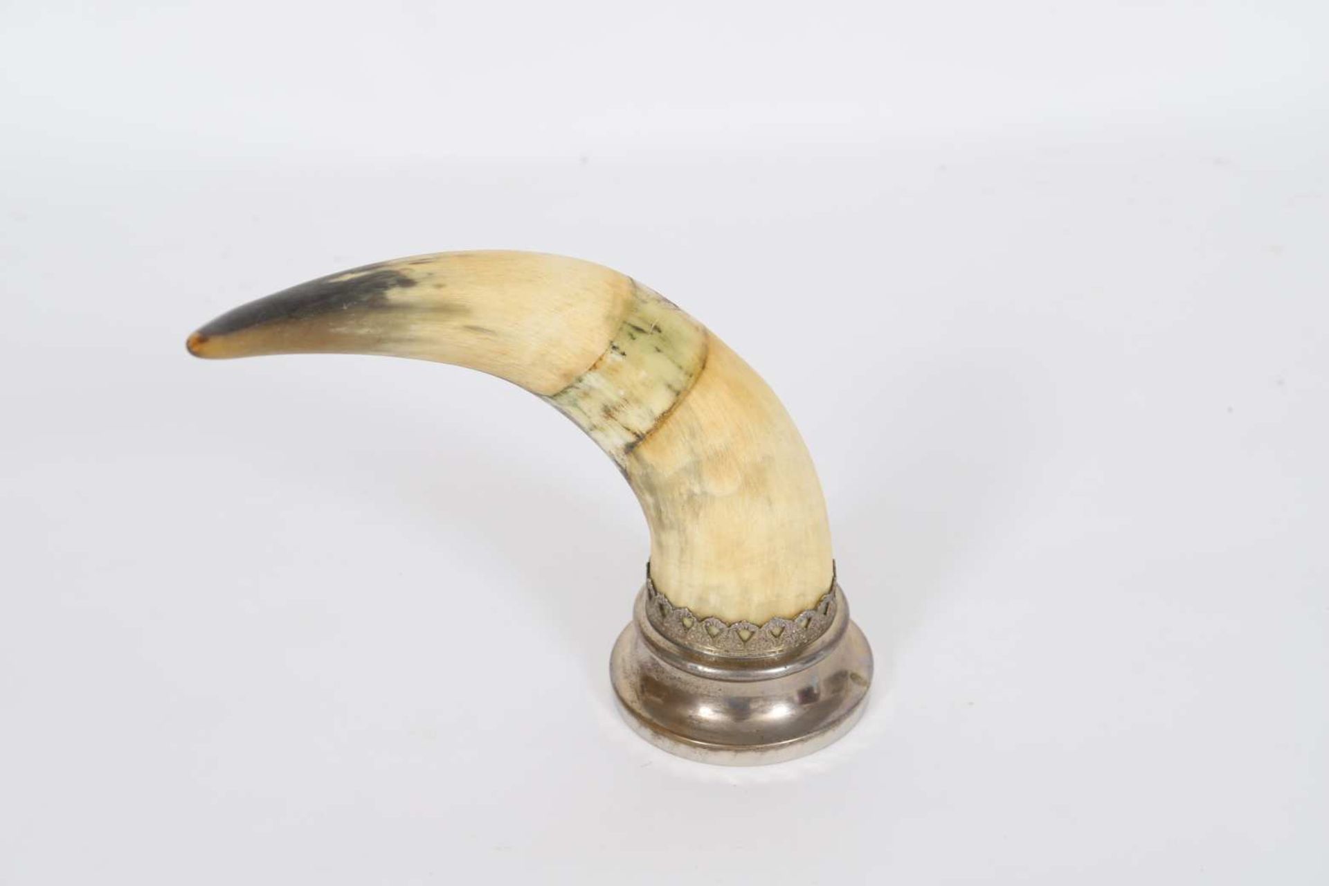 Corne de taureauCorne de taureau sur socle en métal argenté.Epoque XXème siècleDimensions: H: 28 cm