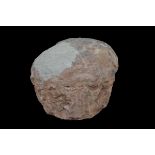 Genuine Fossilised Dinosaur Egg – Hadrosaur. Length 14.5cm (5.75 inches). Cretaceous period (c. 85 –