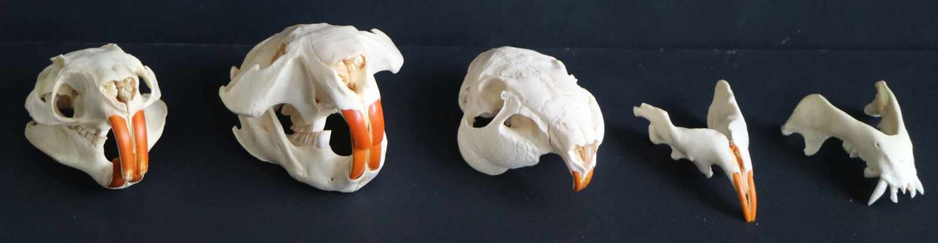 Skulls of rodentsSkulls of rodentsSkulls of rodentsSkulls of rodents