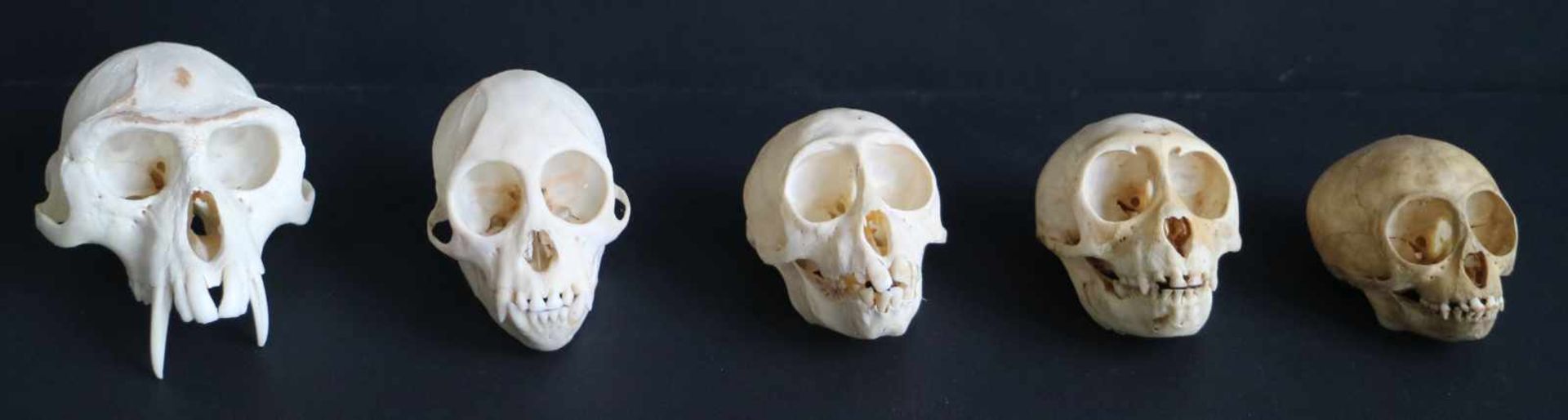 Lot (5) of monkey skullsLot (5) of monkey skullsL 7.5 until 12 cmLot (5) of monkey skullsLot (5)
