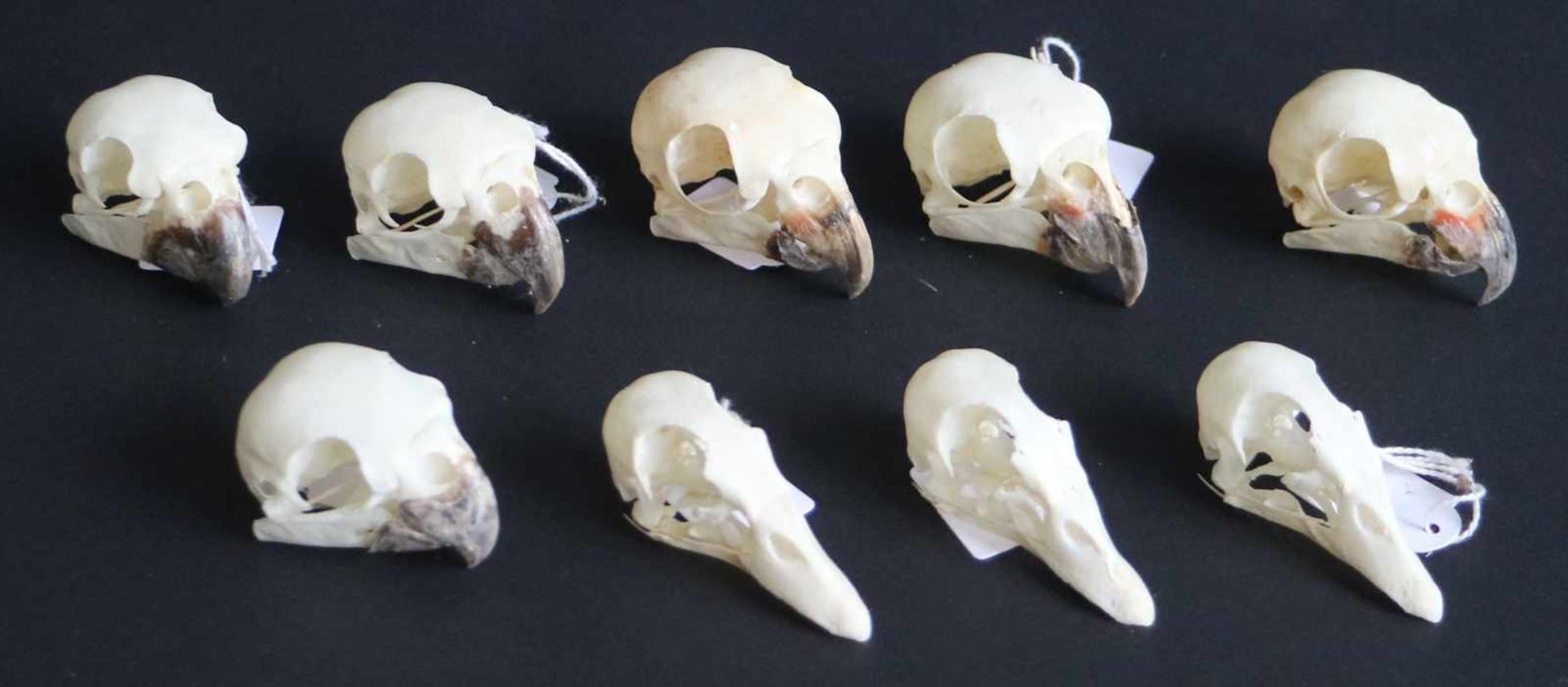 Lot of skulls Meyer's parrot and Black-eared parrot and African pygmy duckLot of skulls Meyer's