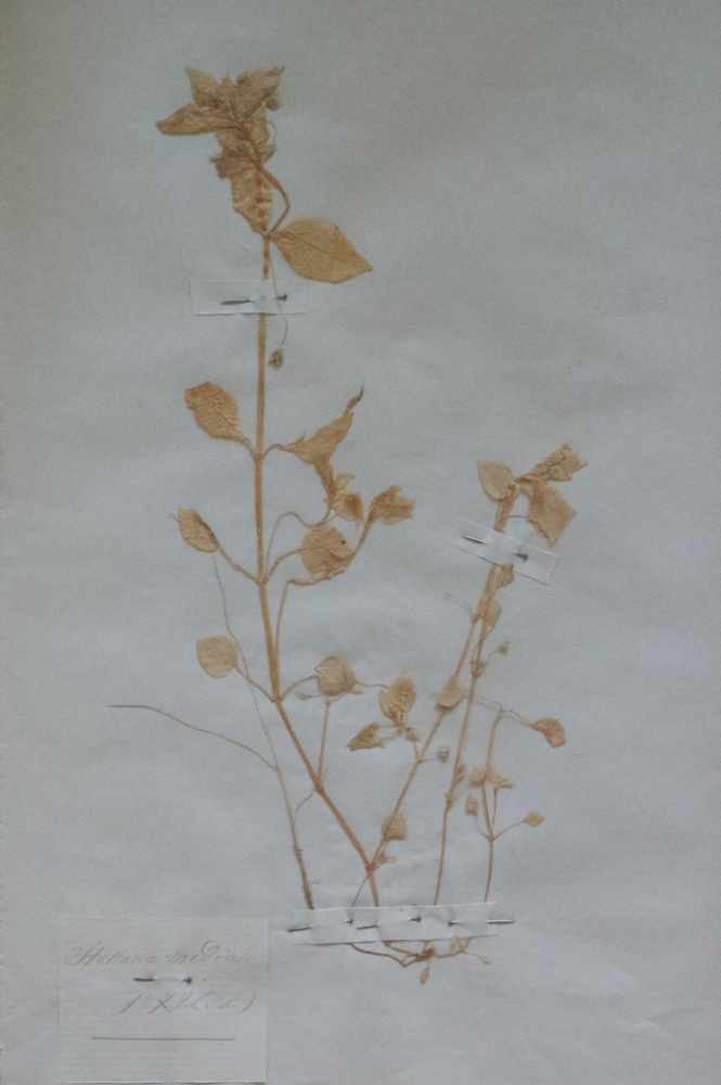 Pendant herbarium 2 dried up plants 22 x 3,5 cm - Image 3 of 3