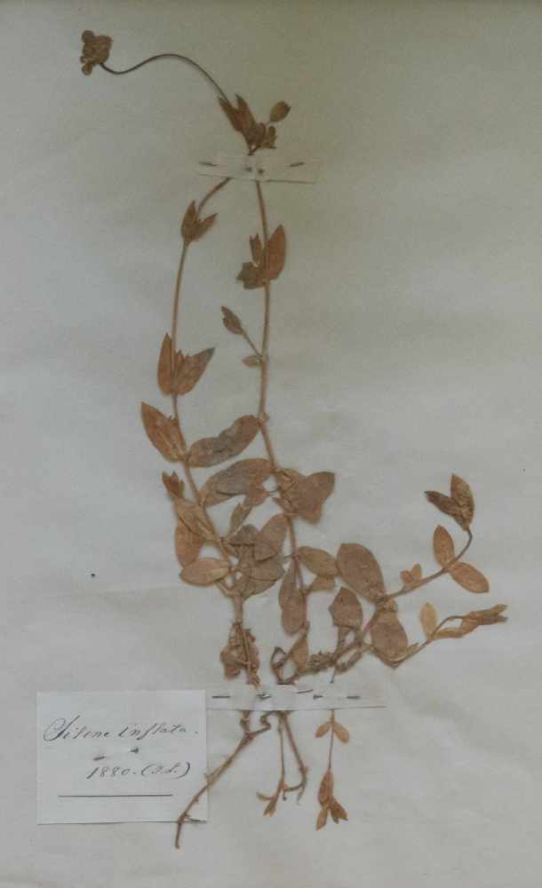 Pendant herbarium 2 dried up plants 22 x 3,5 cm - Image 2 of 3