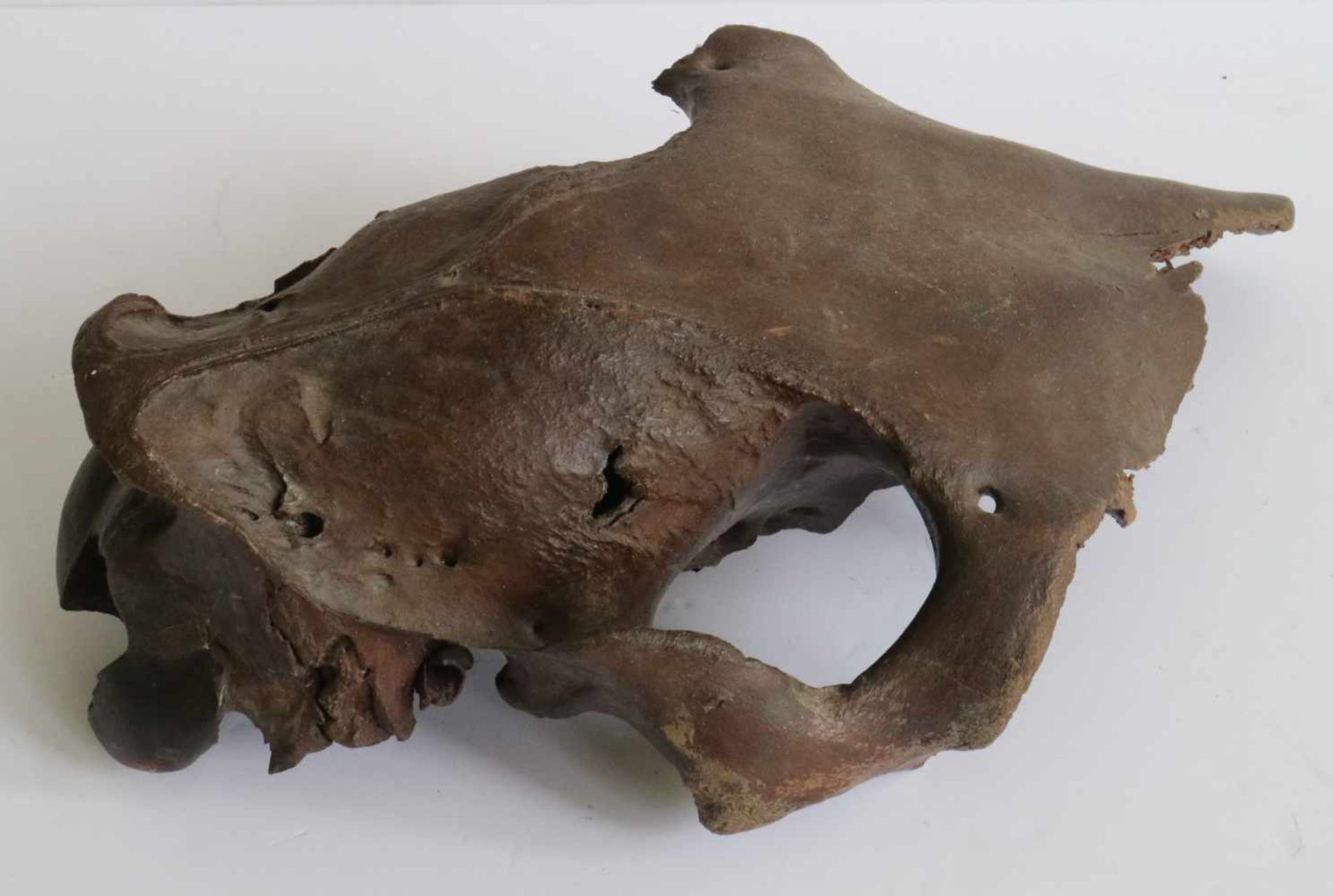 mammoth skeletal parts remains of bones and skull L 7 tot 43 cm - Bild 5 aus 5