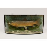 Taxidermy: A Large Brown Trout Cased Fish
