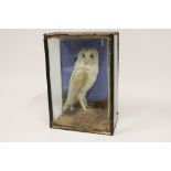 Taxidermy: A Victorian White Barn Owl