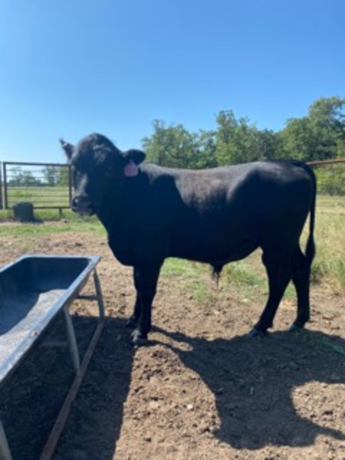 16 MONTH OLD REGISTERED ANGUS BULLS FERTILITY TESTED TAG#184
