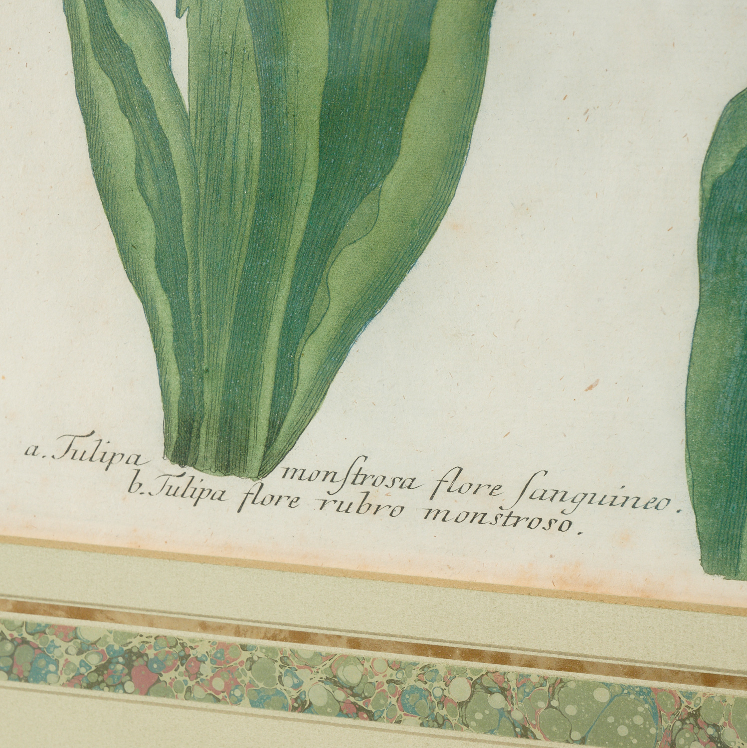 Johann W. Weinnmann, (6) Botanical Engravings - Image 9 of 11