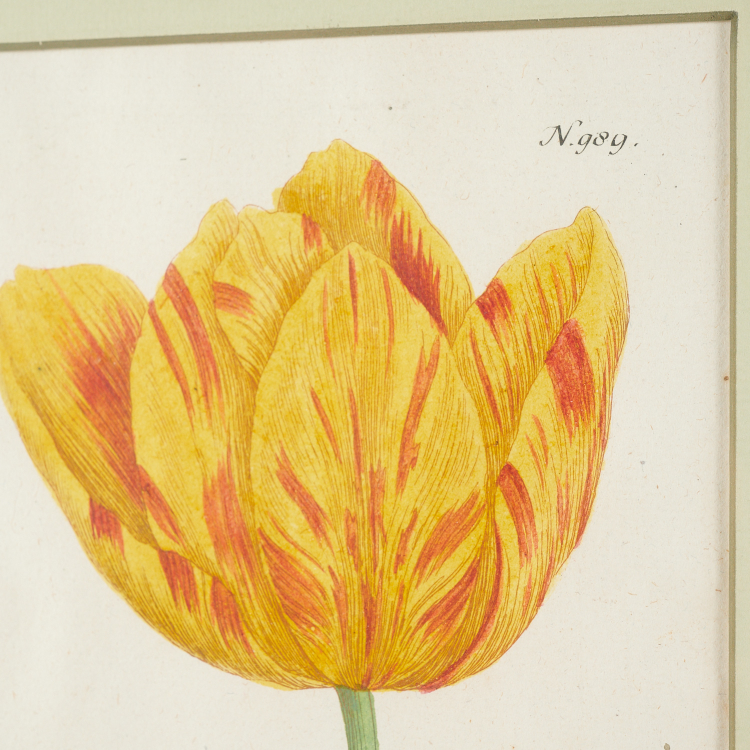 Johann W. Weinnmann, (6) Botanical Engravings - Image 6 of 11