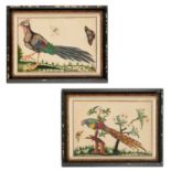 N. Ashe, (2) Ornithological Paintings