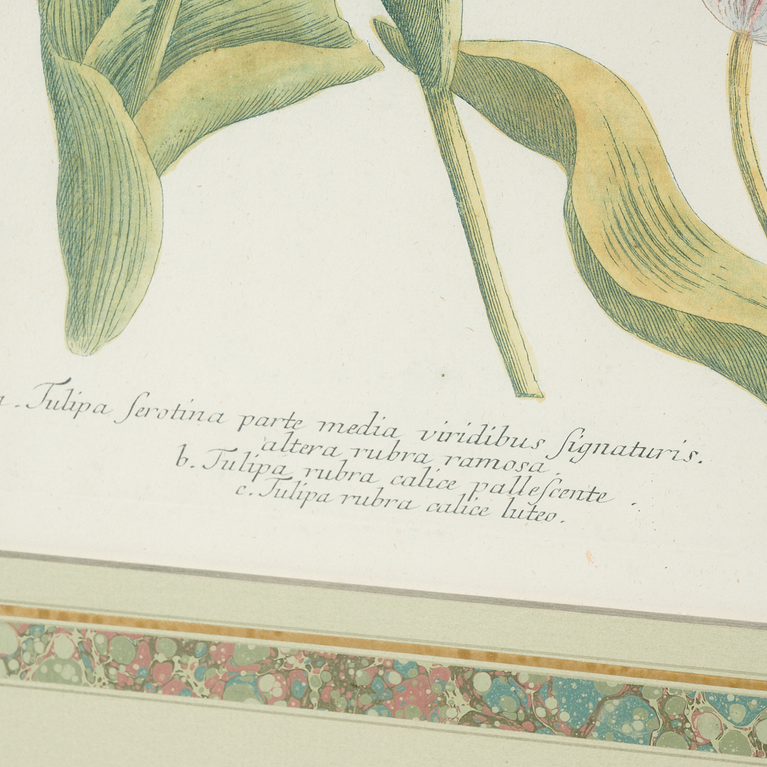 Johann W. Weinnmann, (6) Botanical Engravings - Image 4 of 11