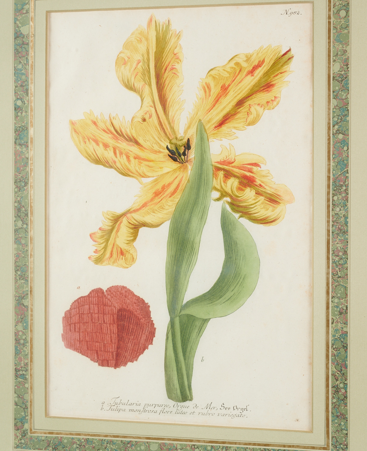 Johann W. Weinnmann, (6) Botanical Engravings - Image 7 of 11