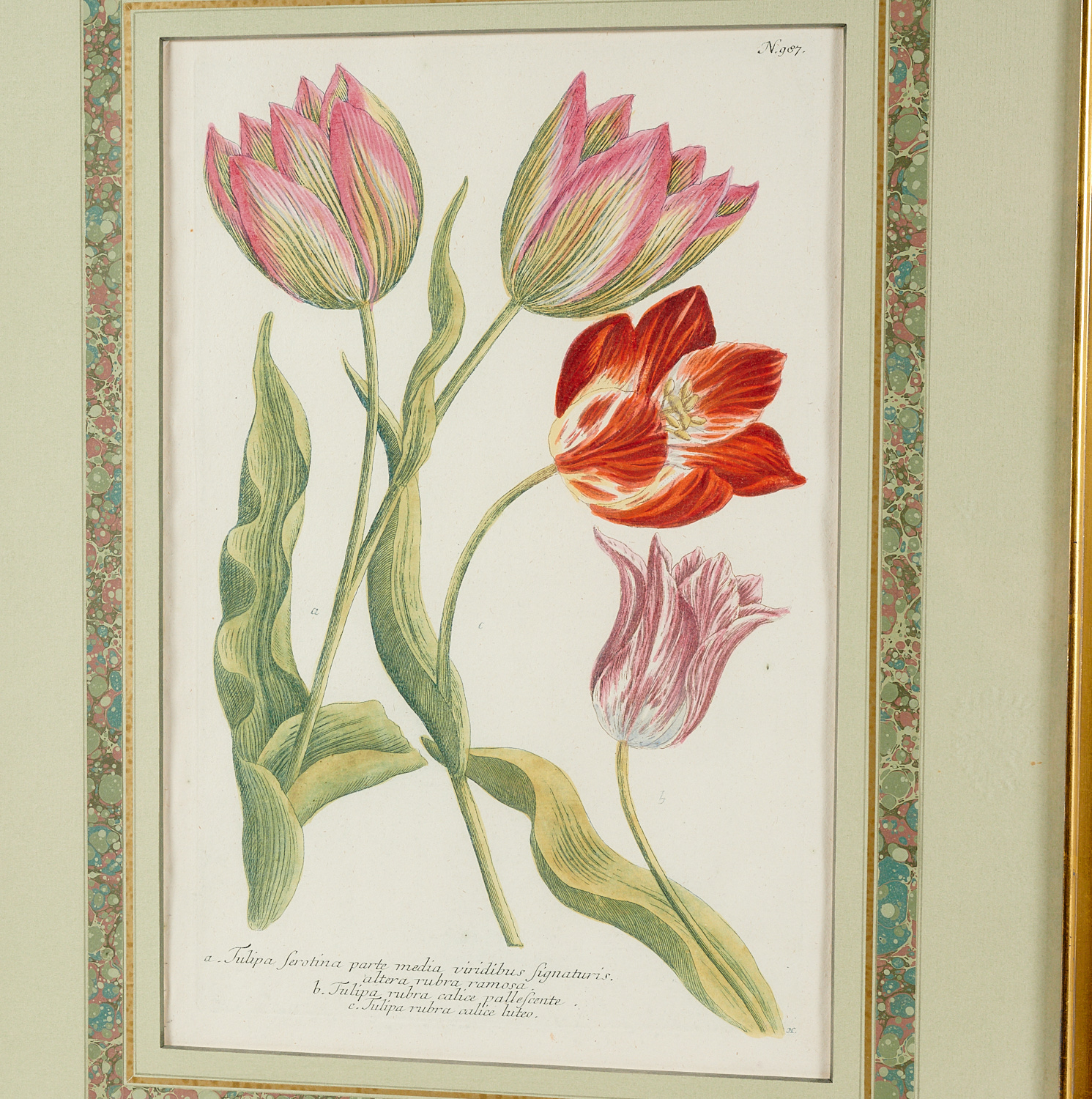 Johann W. Weinnmann, (6) Botanical Engravings - Image 3 of 11