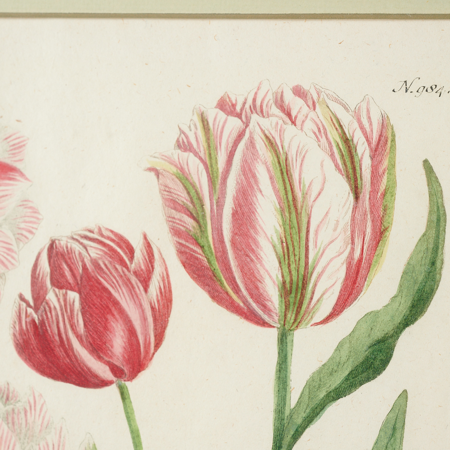 Johann W. Weinnmann, (6) Botanical Engravings - Image 2 of 11