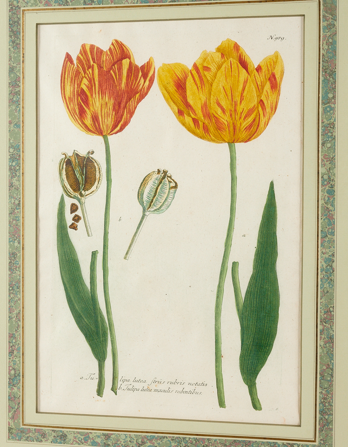 Johann W. Weinnmann, (6) Botanical Engravings - Image 5 of 11