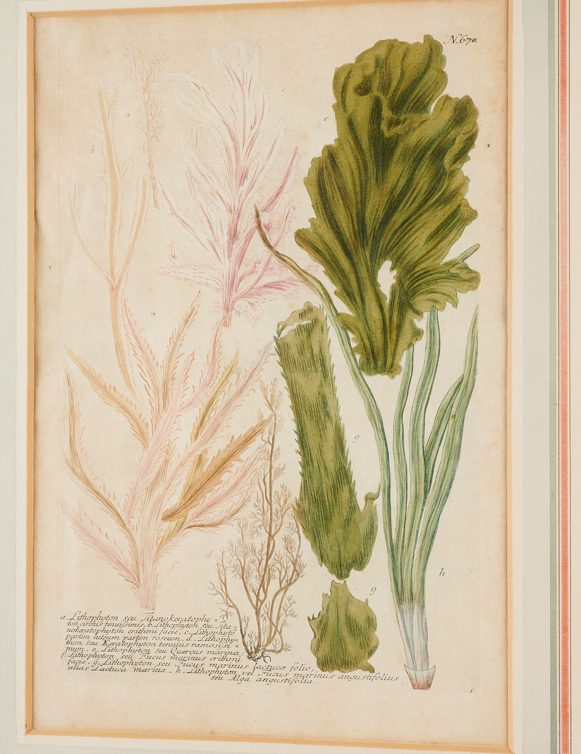 Johann Wilhelm Weinmann, (10) botanical engravings - Image 15 of 17