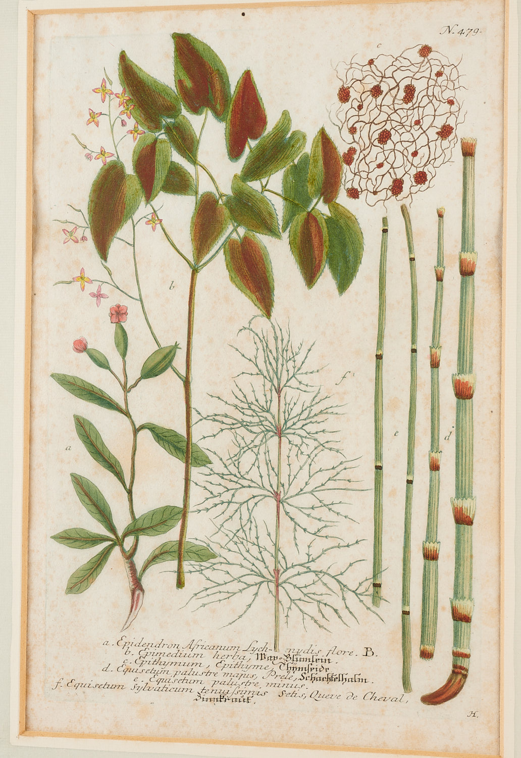 Johann Wilhelm Weinmann, (10) botanical engravings - Image 9 of 17