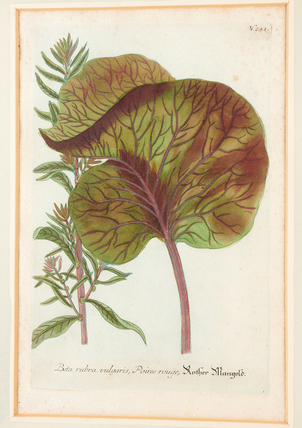 Johann Wilhelm Weinmann, (10) botanical engravings - Image 5 of 17