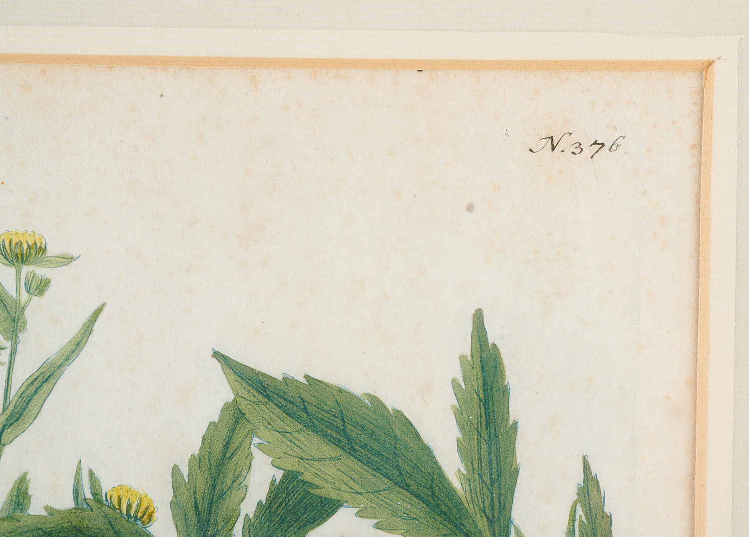 Johann Wilhelm Weinmann, (10) botanical engravings - Image 4 of 17