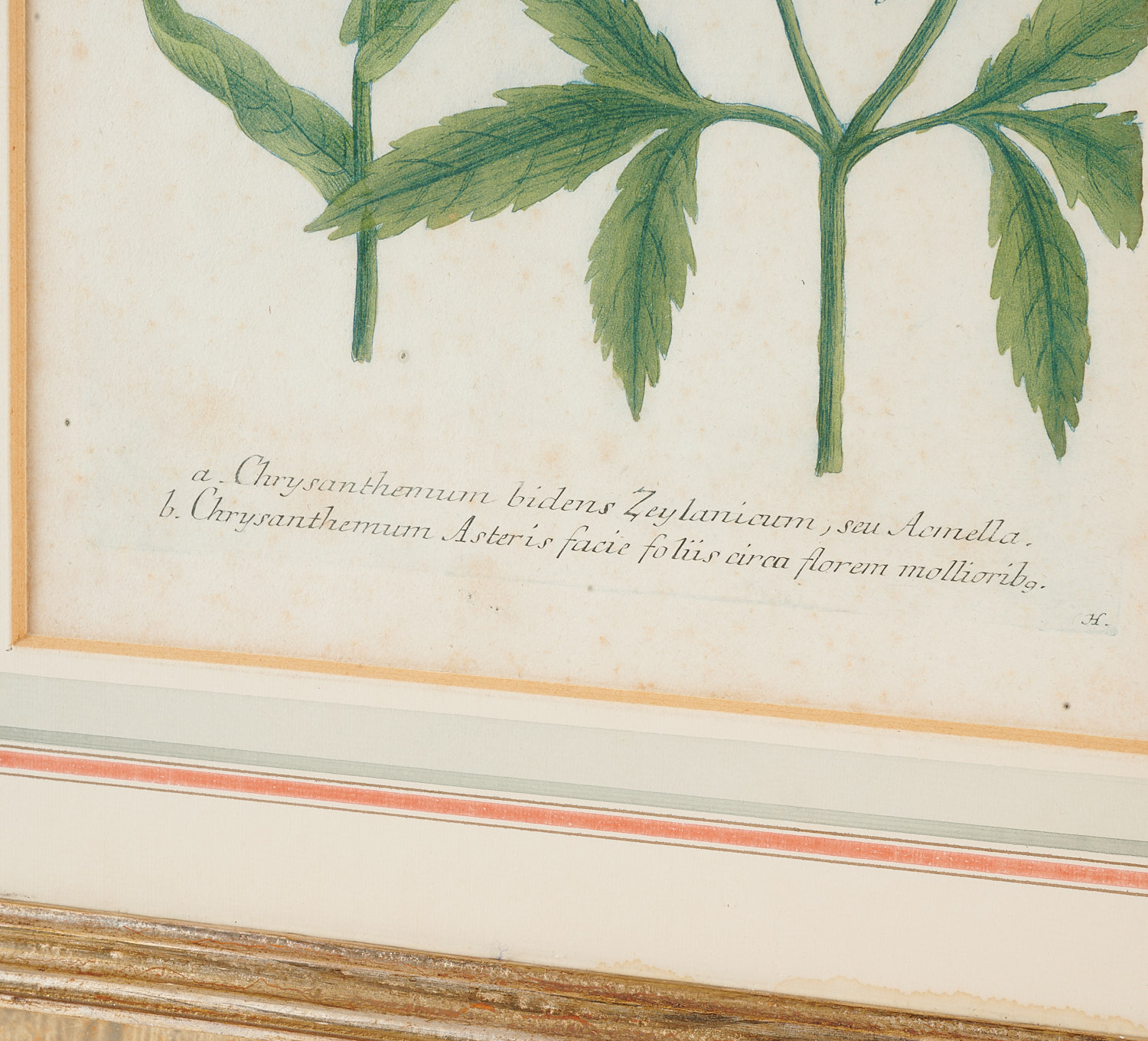 Johann Wilhelm Weinmann, (10) botanical engravings - Image 3 of 17