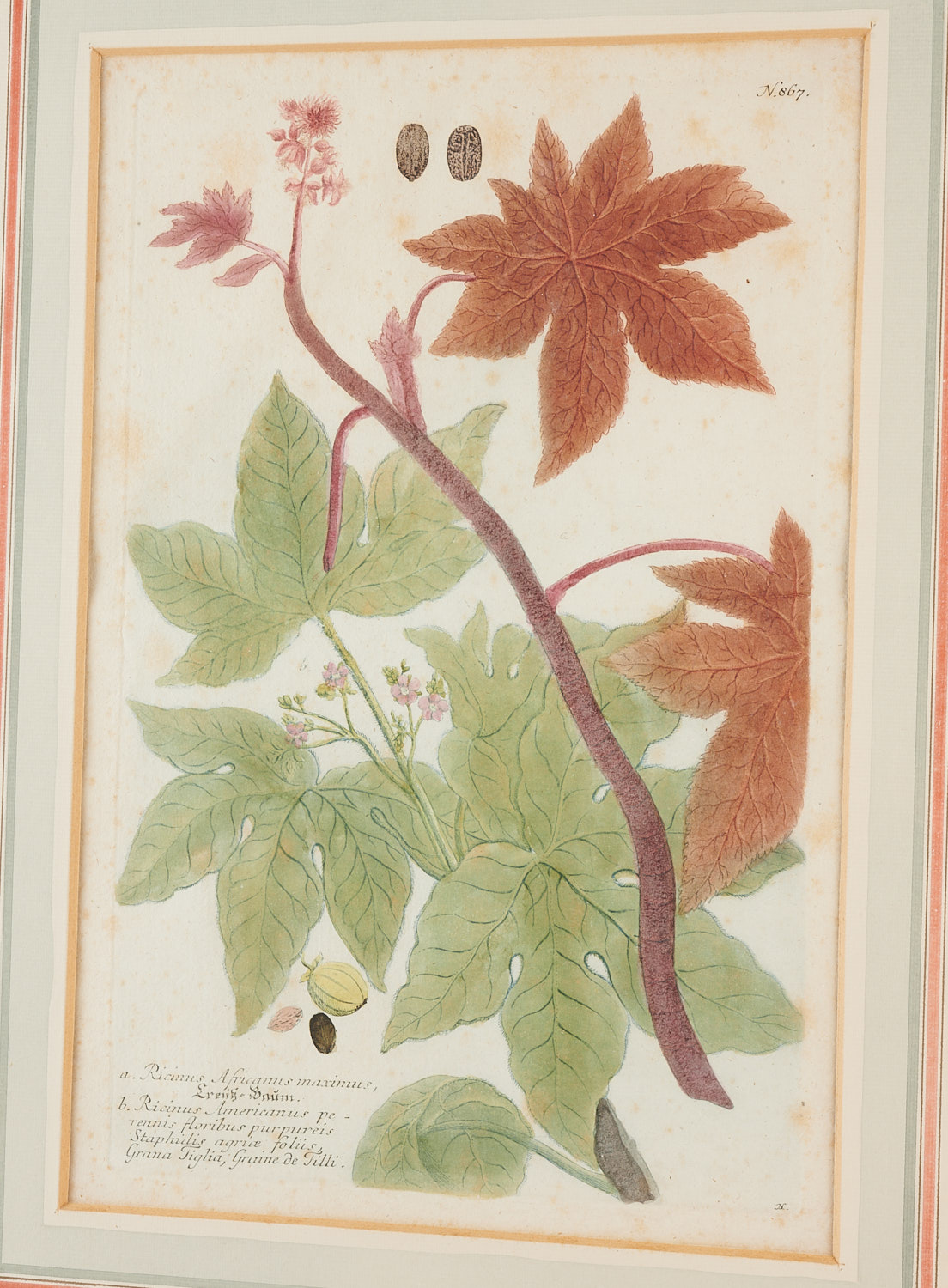 Johann Wilhelm Weinmann, (10) botanical engravings - Image 13 of 17