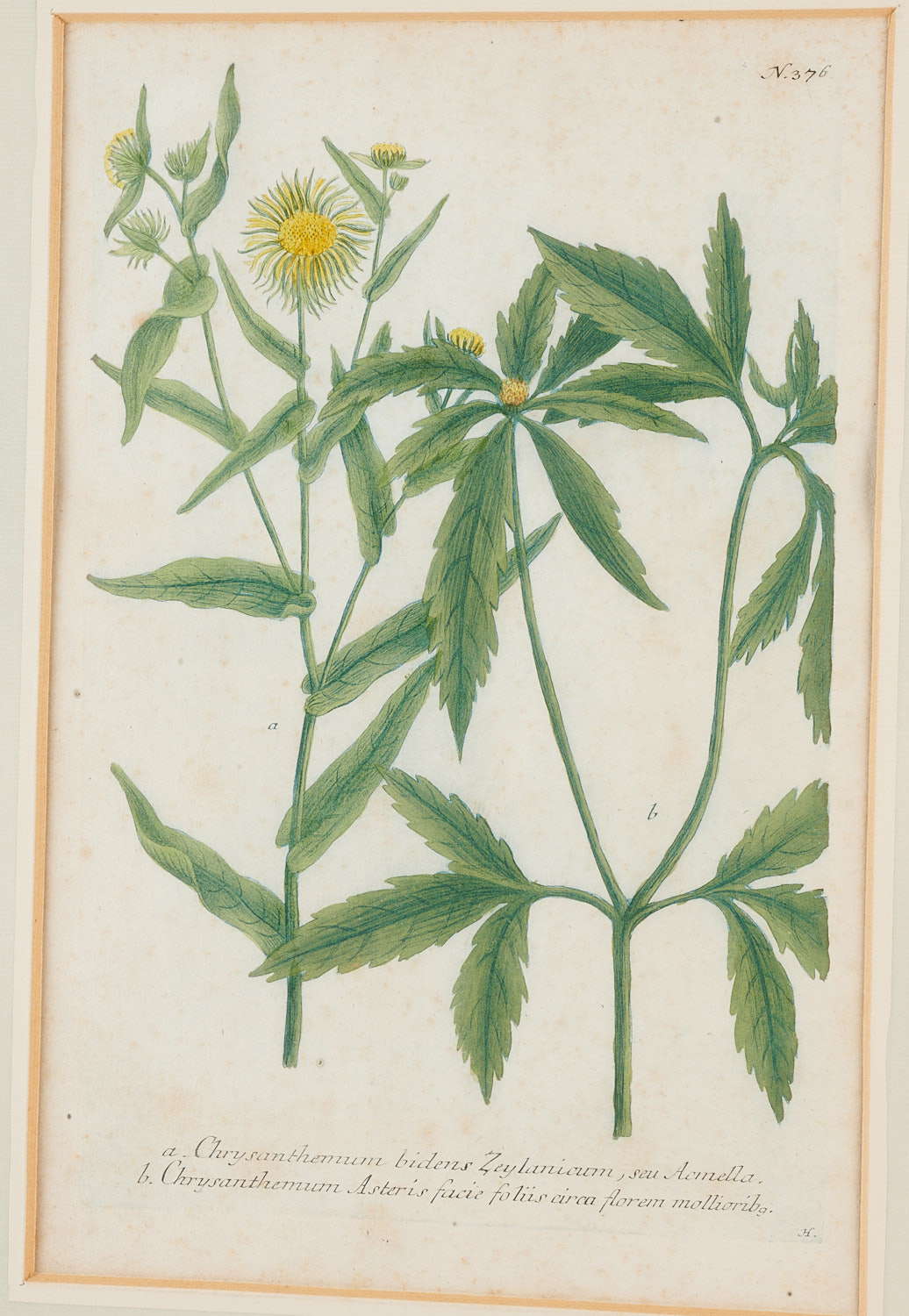 Johann Wilhelm Weinmann, (10) botanical engravings - Image 2 of 17