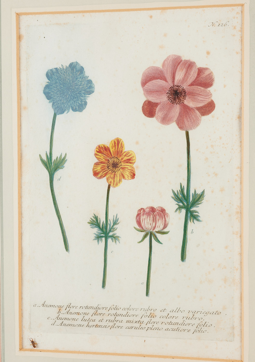 Johann Wilhelm Weinmann, (10) botanical engravings - Image 12 of 17