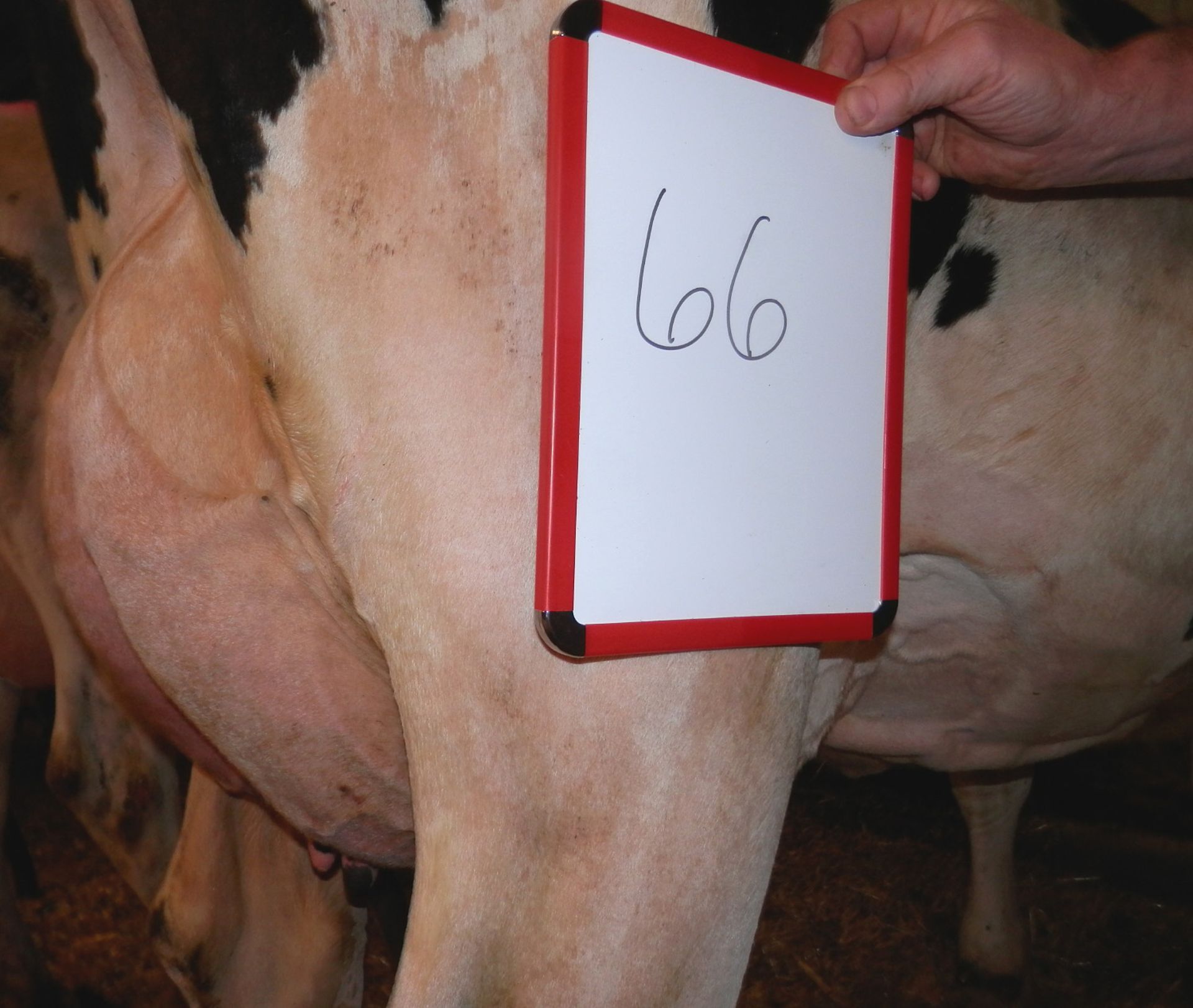 DAIRY COW-LOT 66 - Image 3 of 6