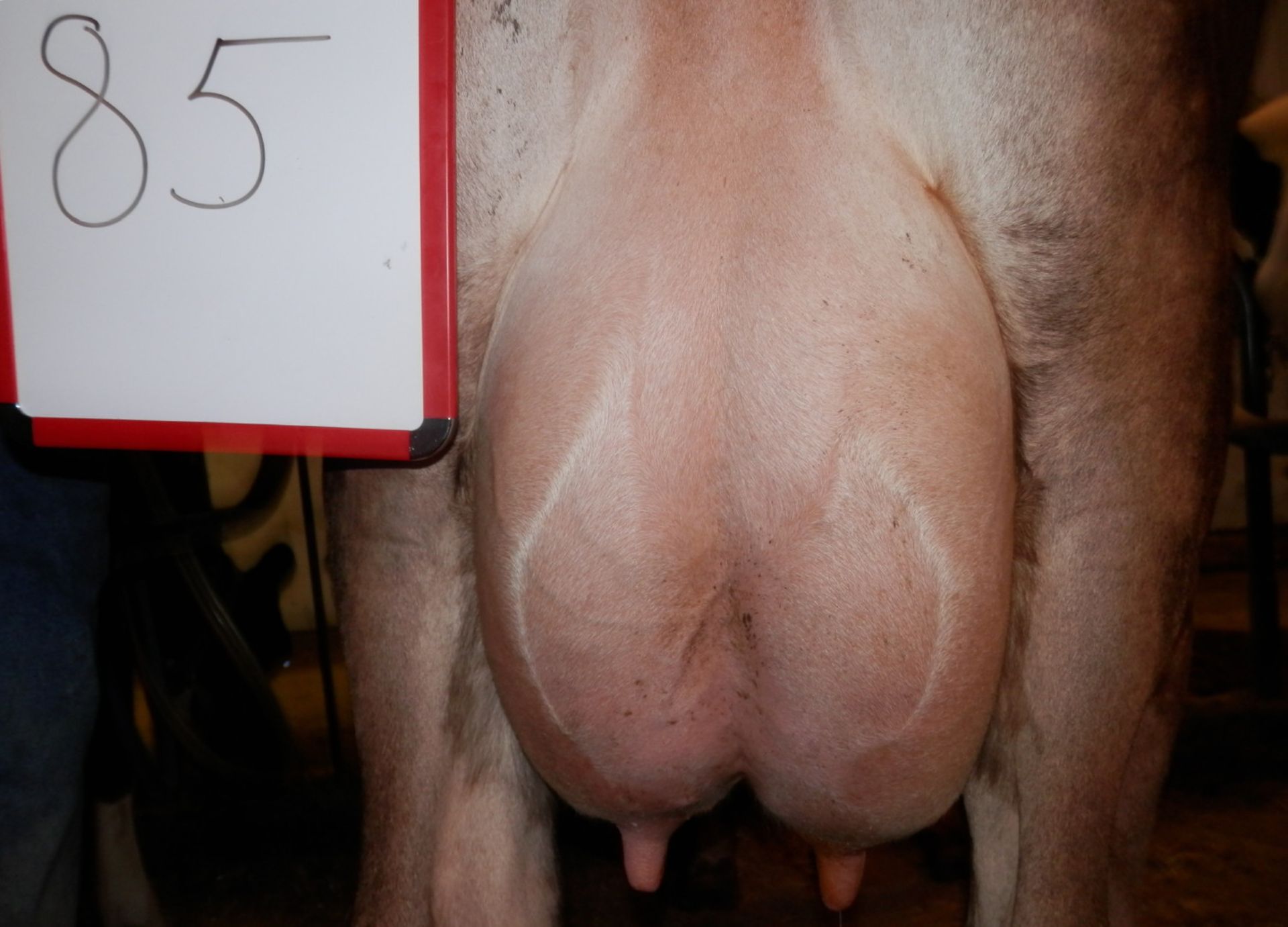 DAIRY COW-LOT 85 BERRY