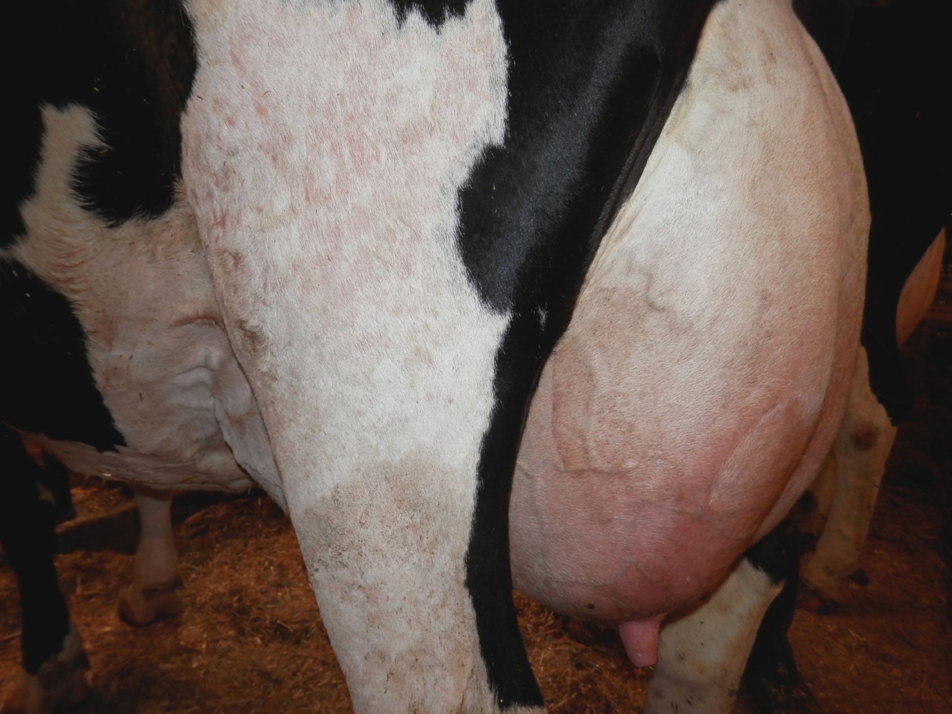 DAIRY COW-LOT 2000 - Image 3 of 3