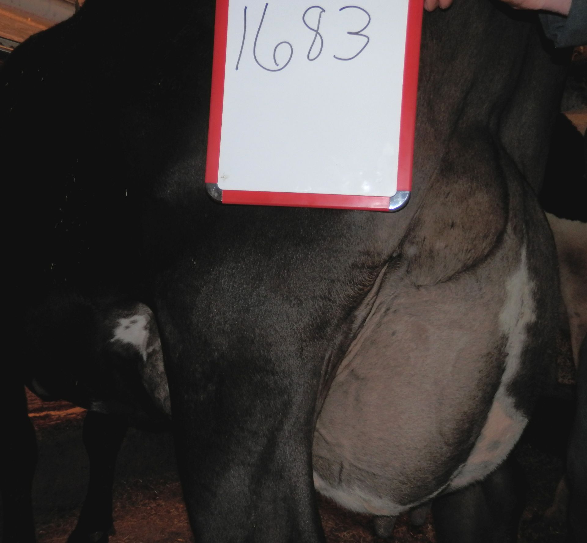 DAIRY COW-LOT 1683