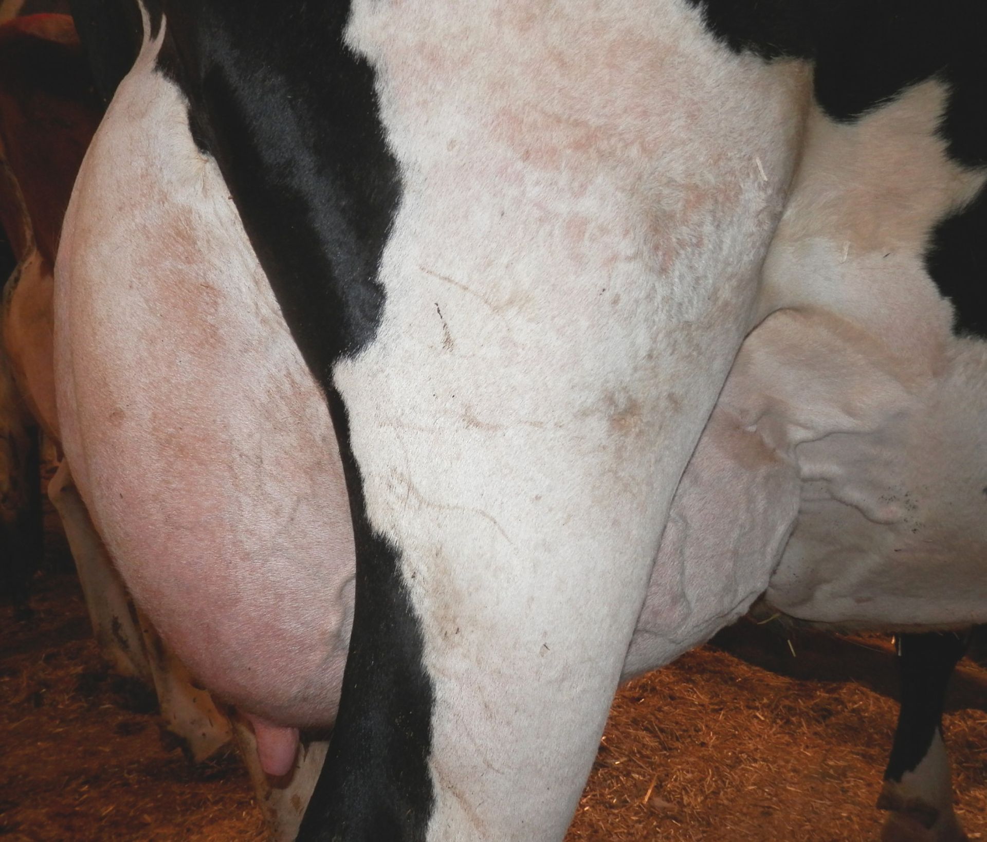 DAIRY COW-LOT 2000 - Image 2 of 3