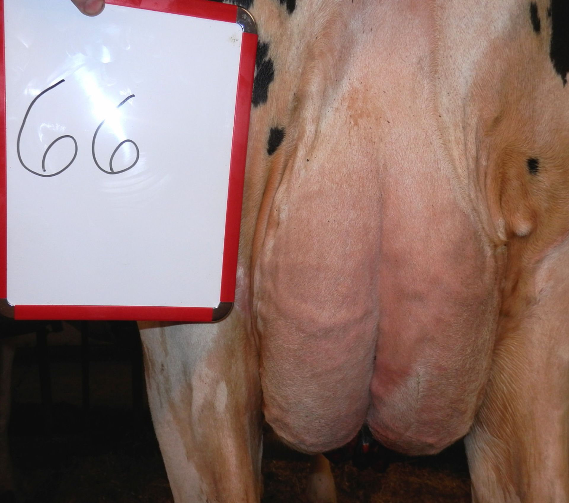 DAIRY COW-LOT 66 - Image 5 of 6