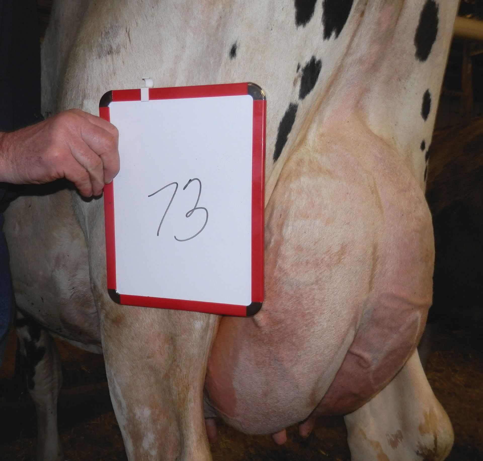 DAIRY COW-LOT 73 PINEAPPLE - Image 2 of 4