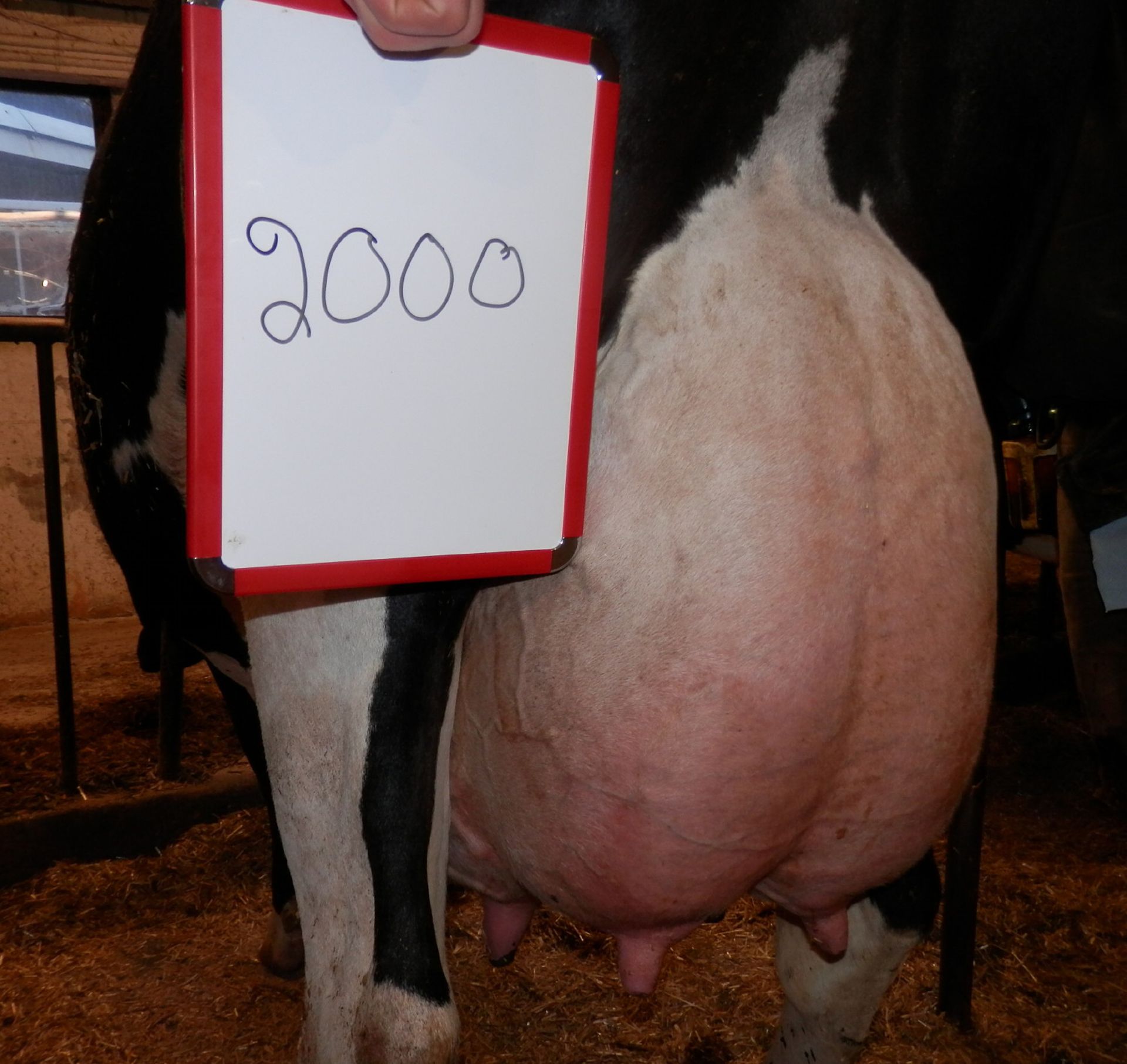 DAIRY COW-LOT 2000