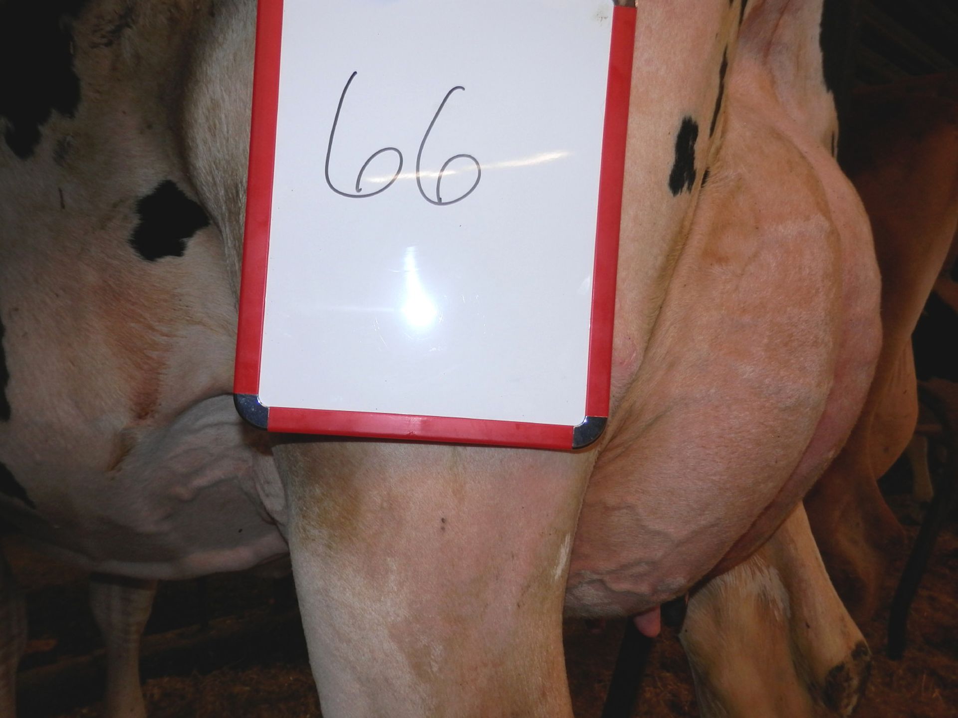 DAIRY COW-LOT 66
