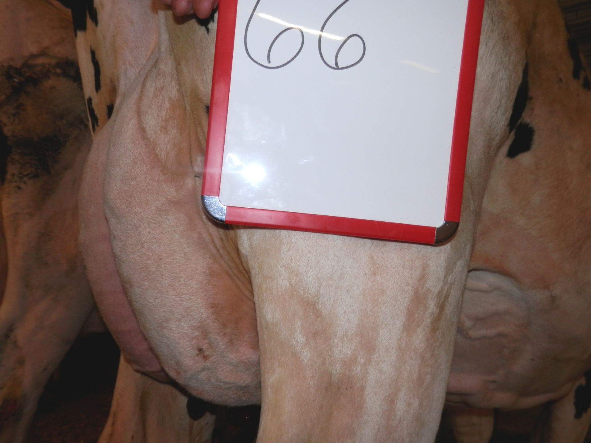 DAIRY COW-LOT 66 - Image 6 of 6