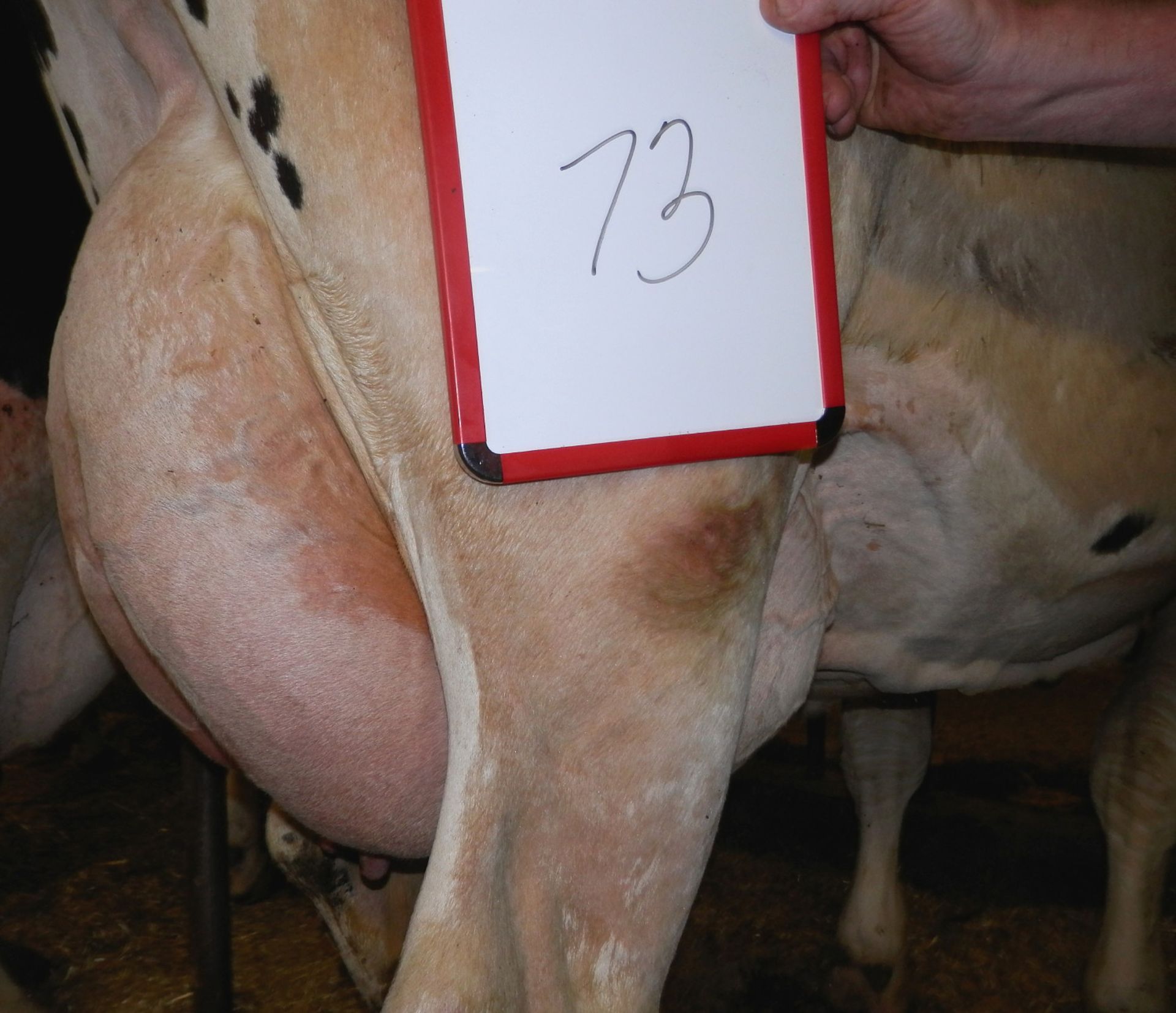 DAIRY COW-LOT 73 PINEAPPLE