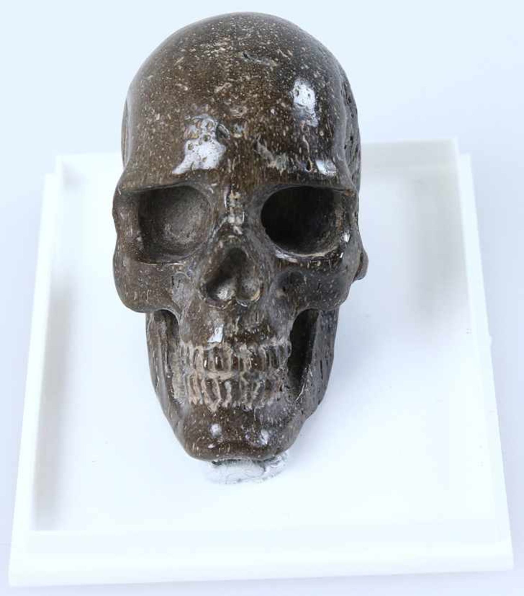 Herpetocetus, skull (height c. 45 mm.)