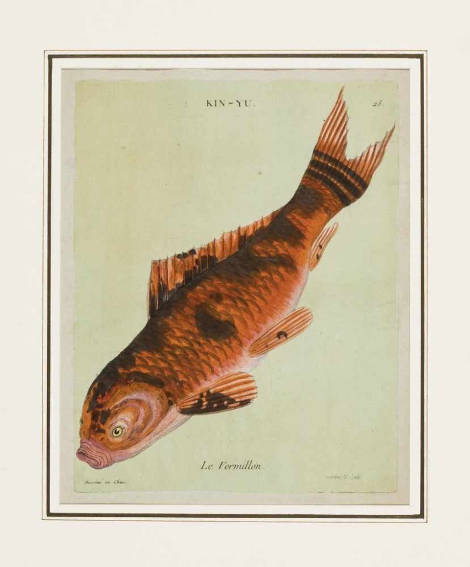 Koi-Fisch "Kin-Yu - Le Vermillon".