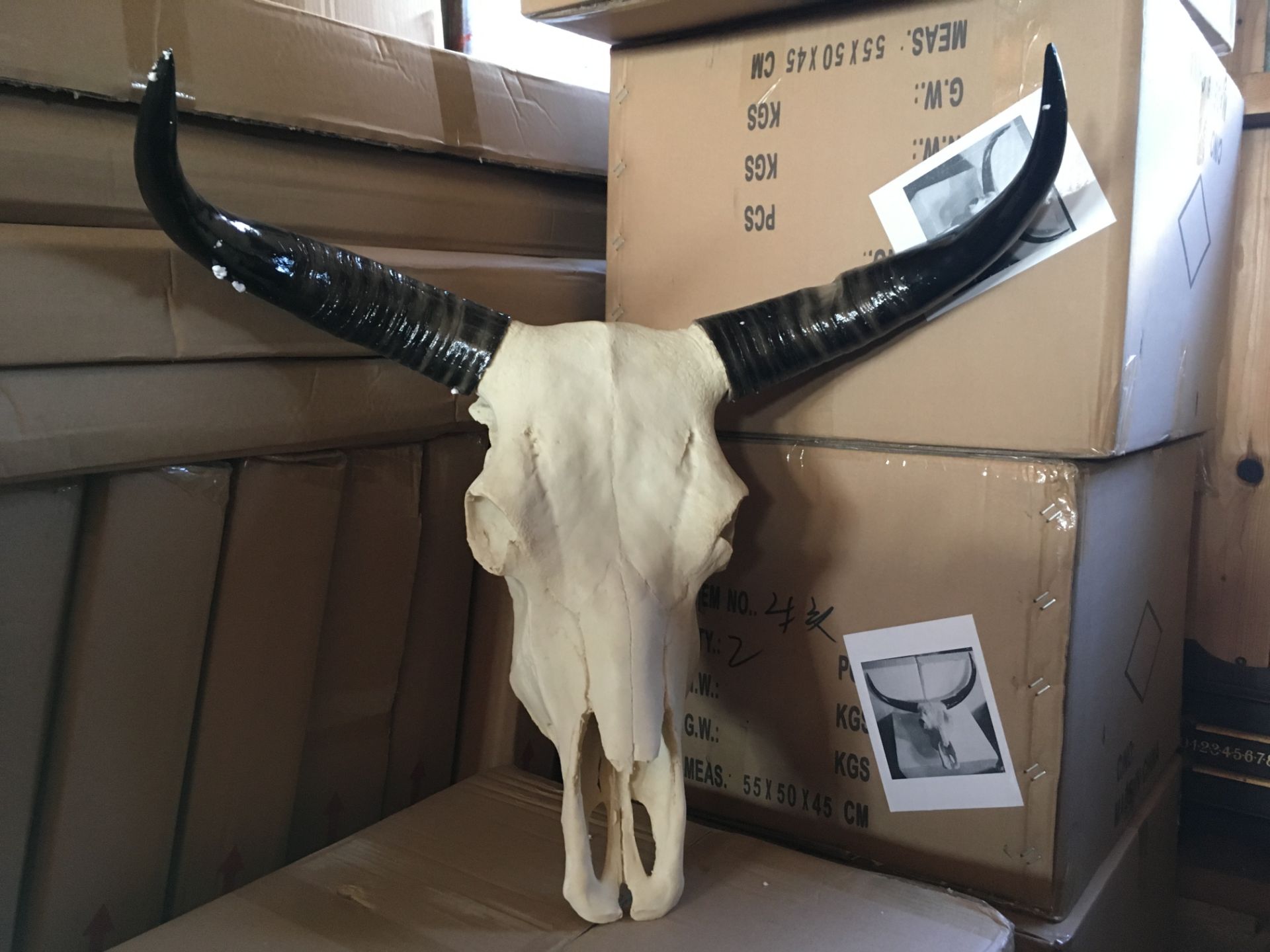 BOXED NEW LARGE SKULL WITH HORNS