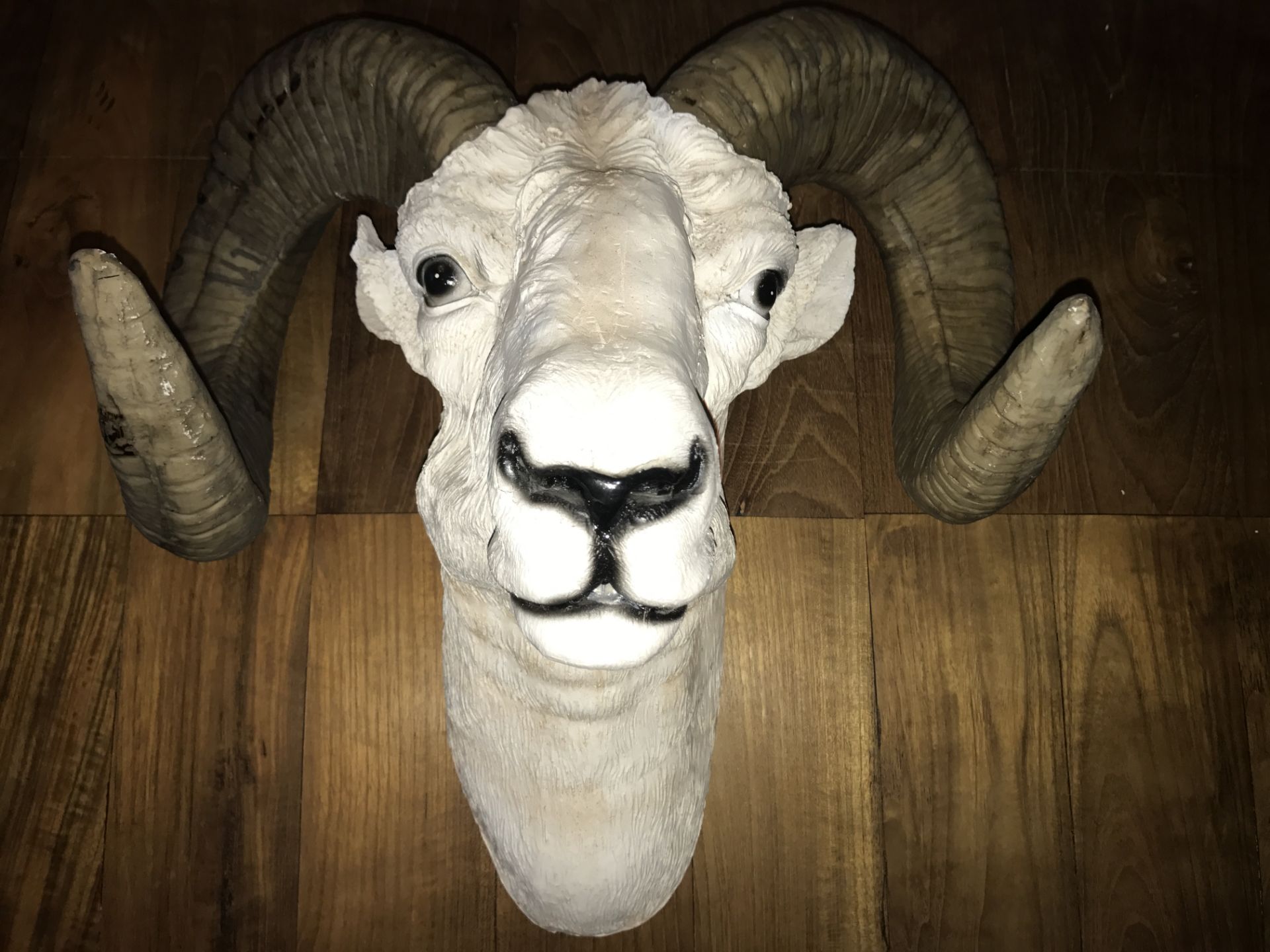 BOXED NEW LARGE RAMS HEAD