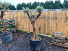 LARGE OLIVE BONSAI DECORATIVE TREE