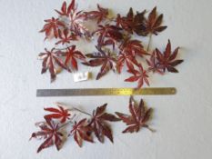 1 x 90 ltr bag Japanese Maple leaves - Burgandy