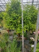 1 Mandarin tree - Really mature specimin plant