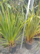 1 Phormium tenax - 7.5ltr pot