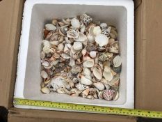 Mixed selection of shells